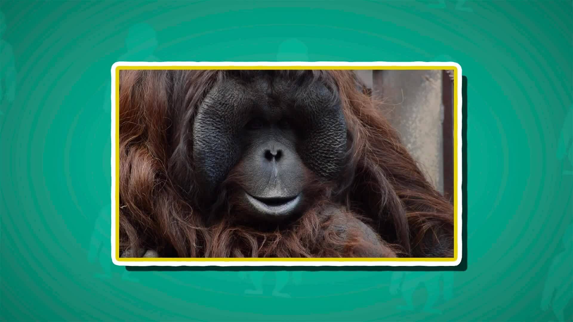 I WONDER - How Long Do Orangutans Live?