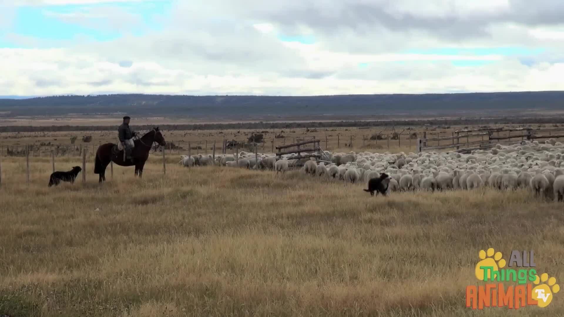 Man's Best Friend: The Wonderful World of Dogs