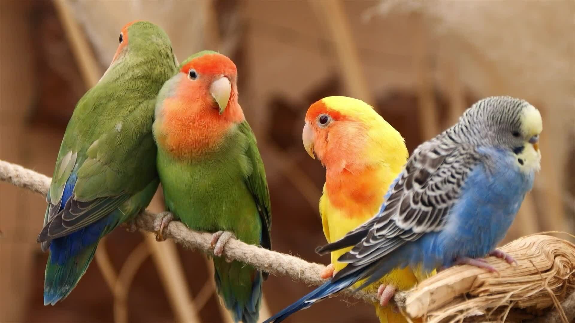 I WONDER - Could The Archaeopteryx Fly?