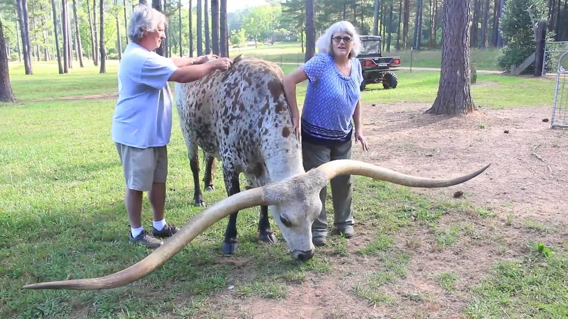 Largest horn spread on a steer ever