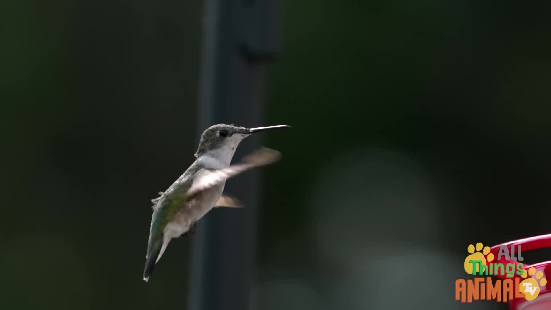 Discovering the Magical World of Hummingbirds