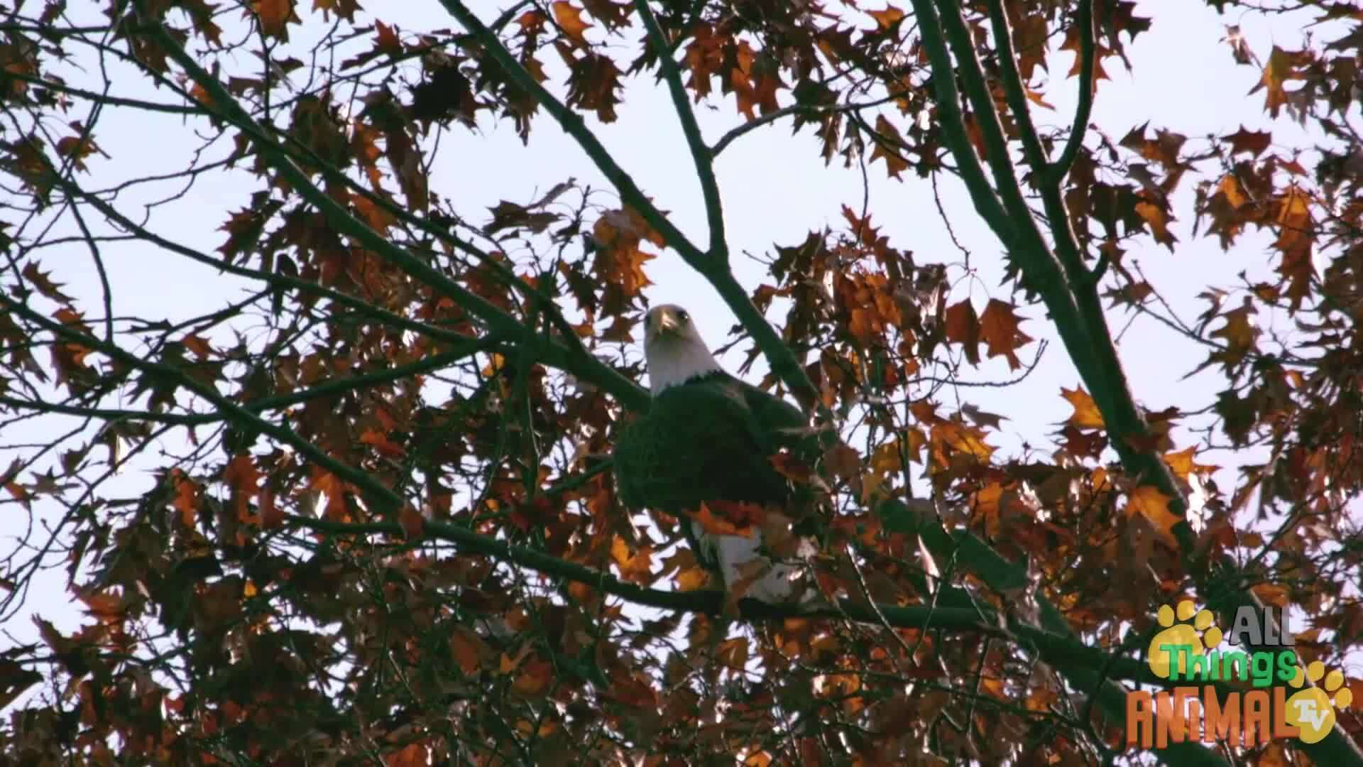 The Majestic Bald Eagle: America's National Symbol
