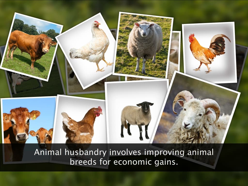 Animal Breeding