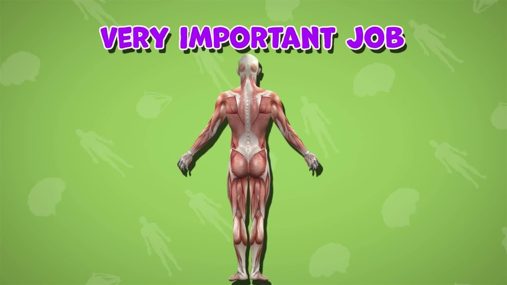 I WONDER - Do Muscles Help You Stand?