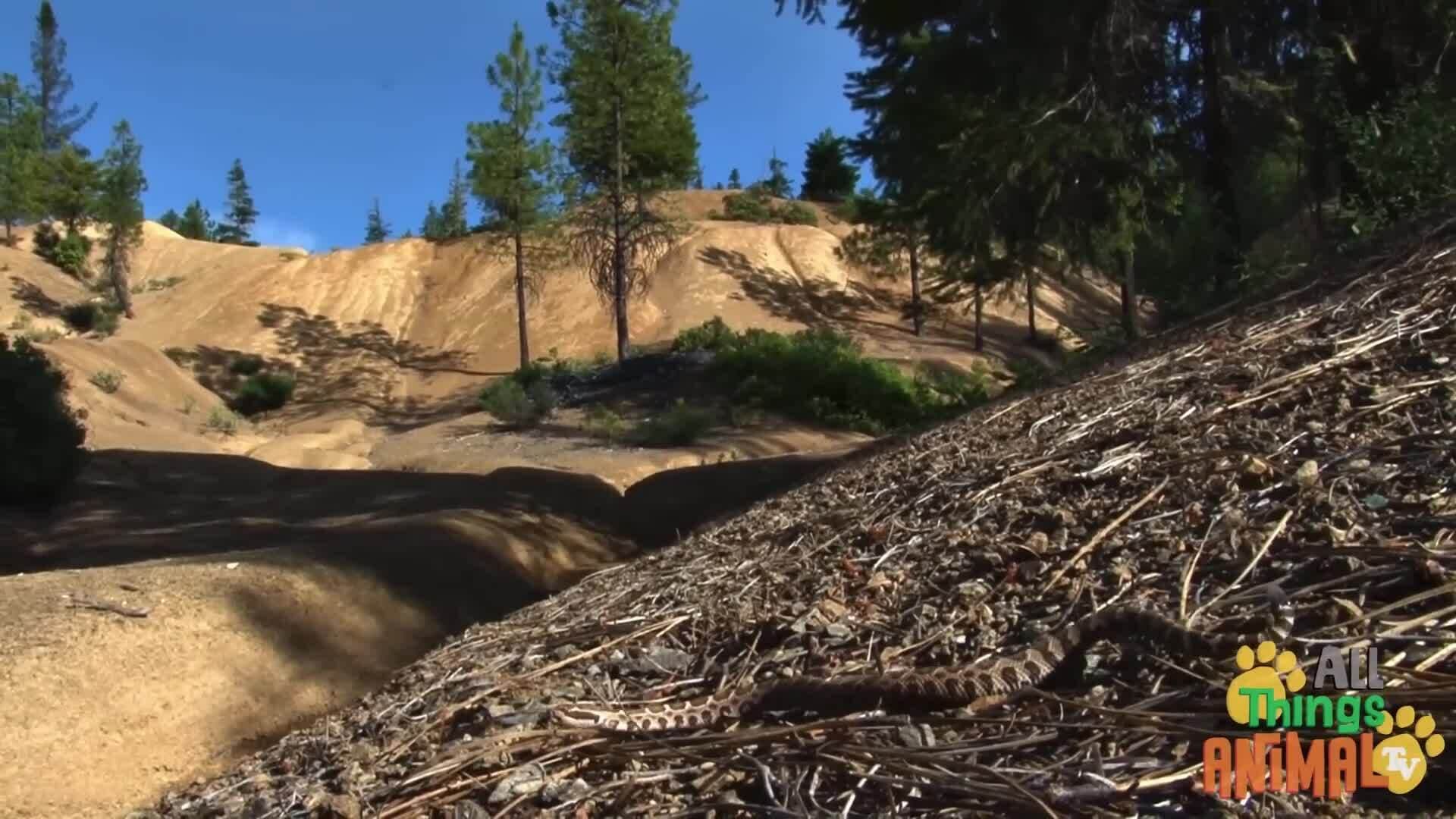 Exploring the World of Snakes: Masters of Adaptation