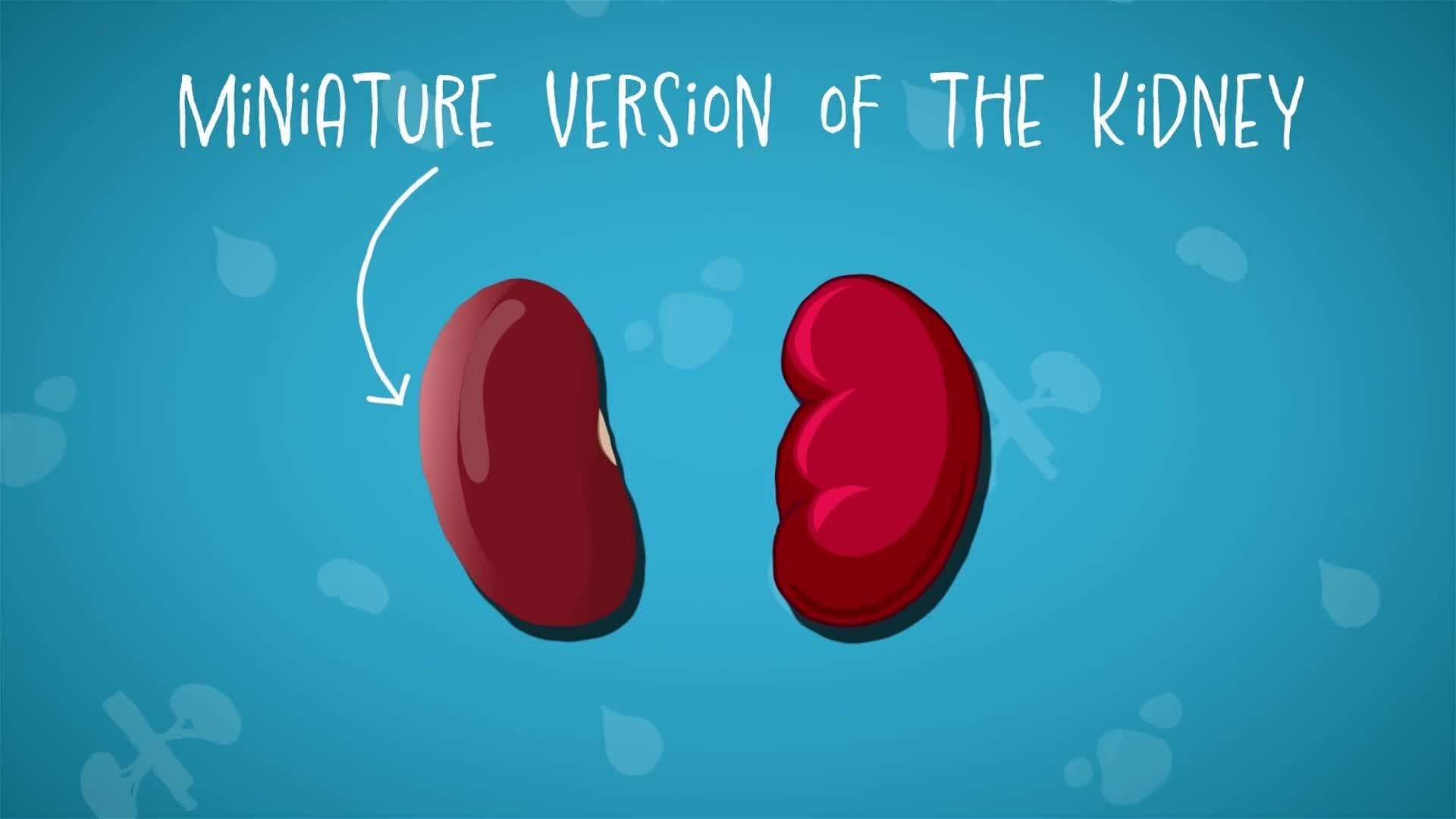 I WONDER - What Shape Are The Kidneys?