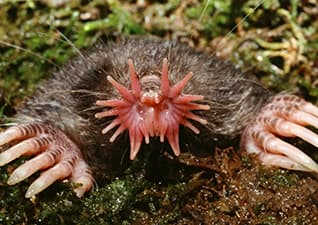 Star-nosed mole