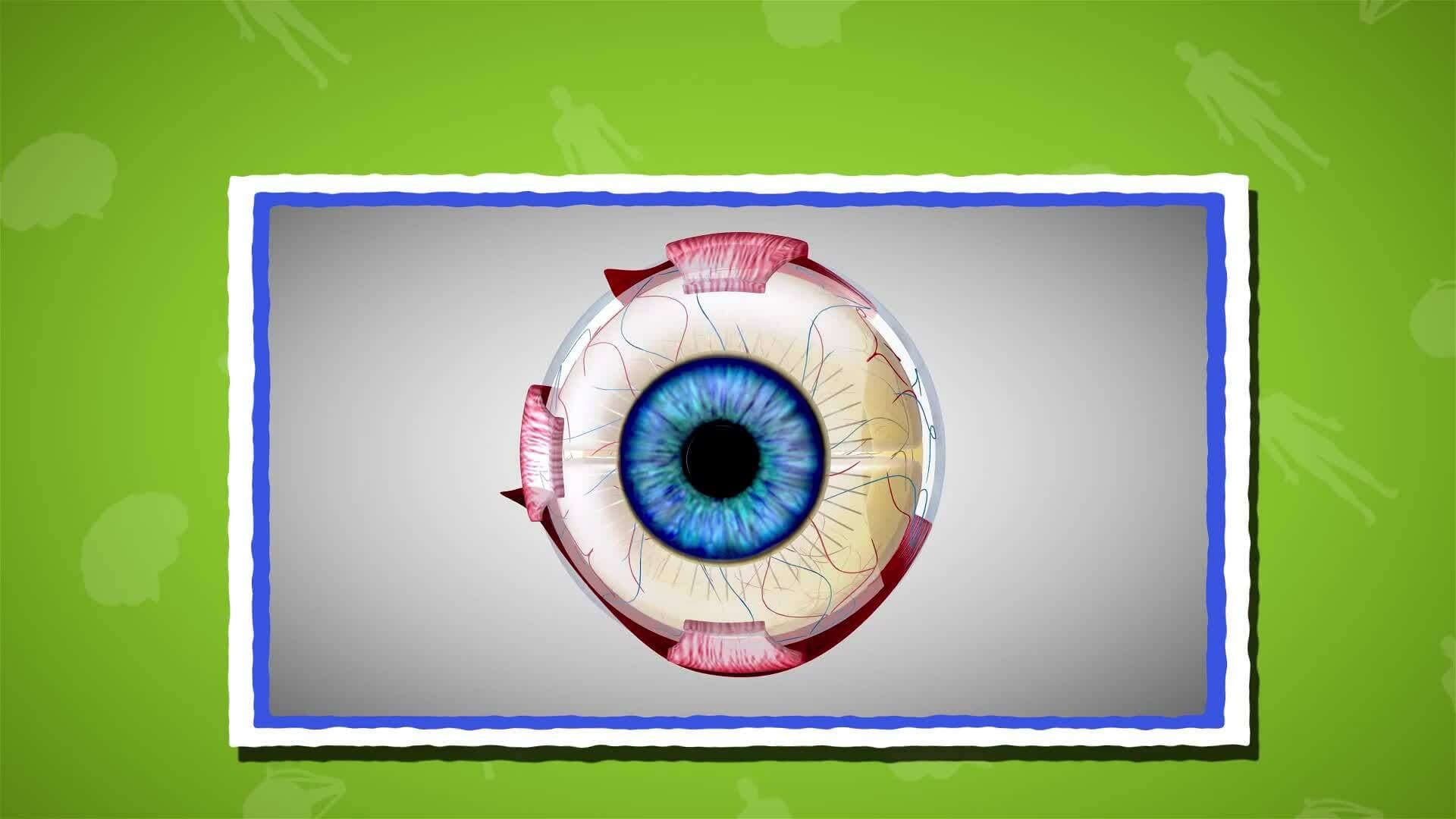 I WONDER - What Is The Busiest Muscle In The Body?