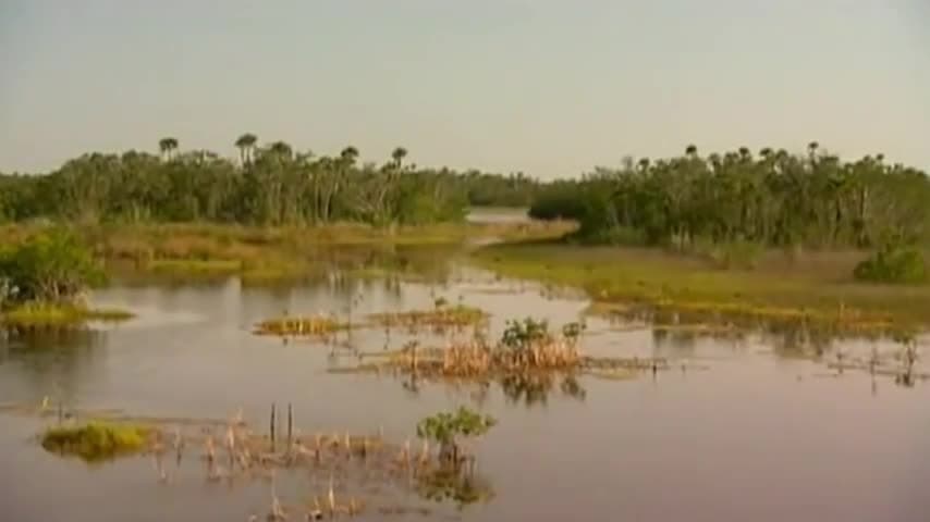 The Everglades Ecosystem: Manmade projects to help the everglades