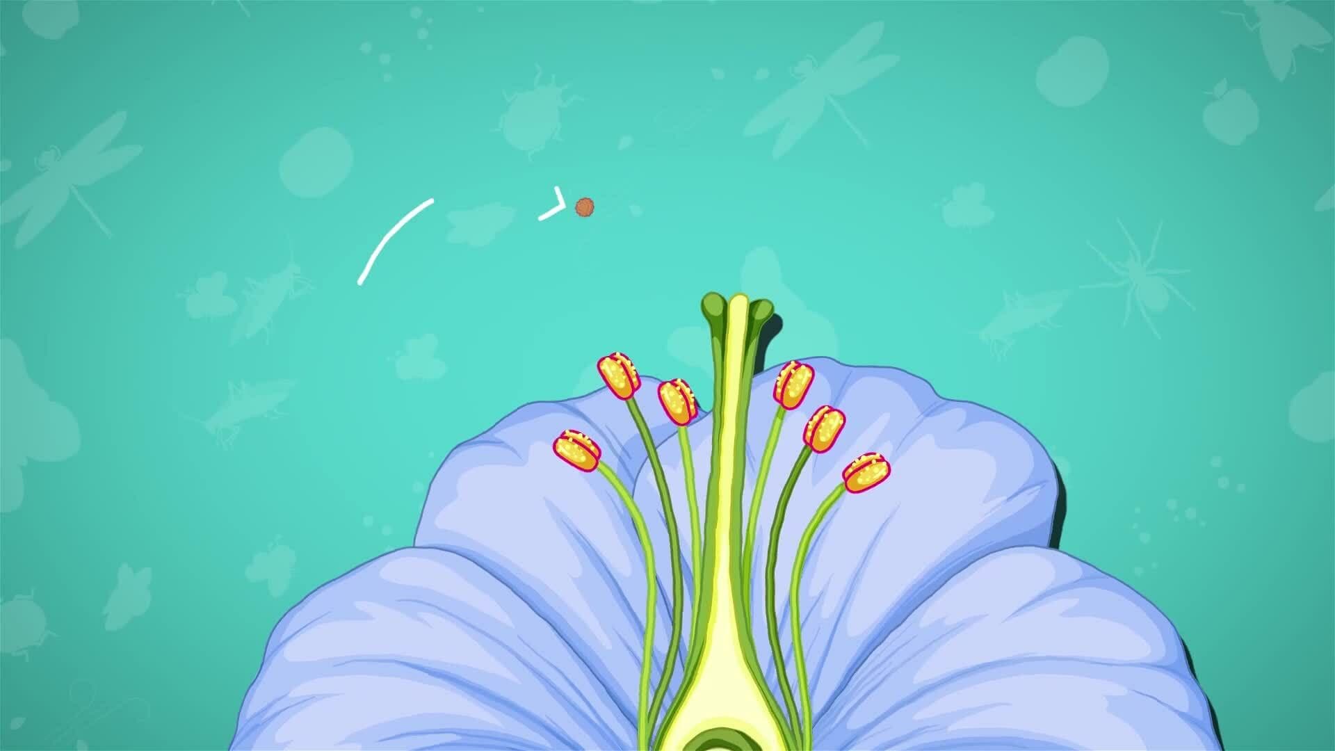 I WONDER - What Is Pollination?