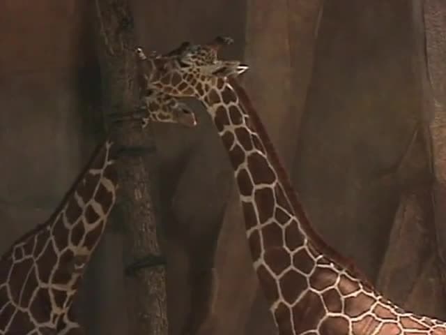 Animals, Birds & Fish: At the zoo, Part 2