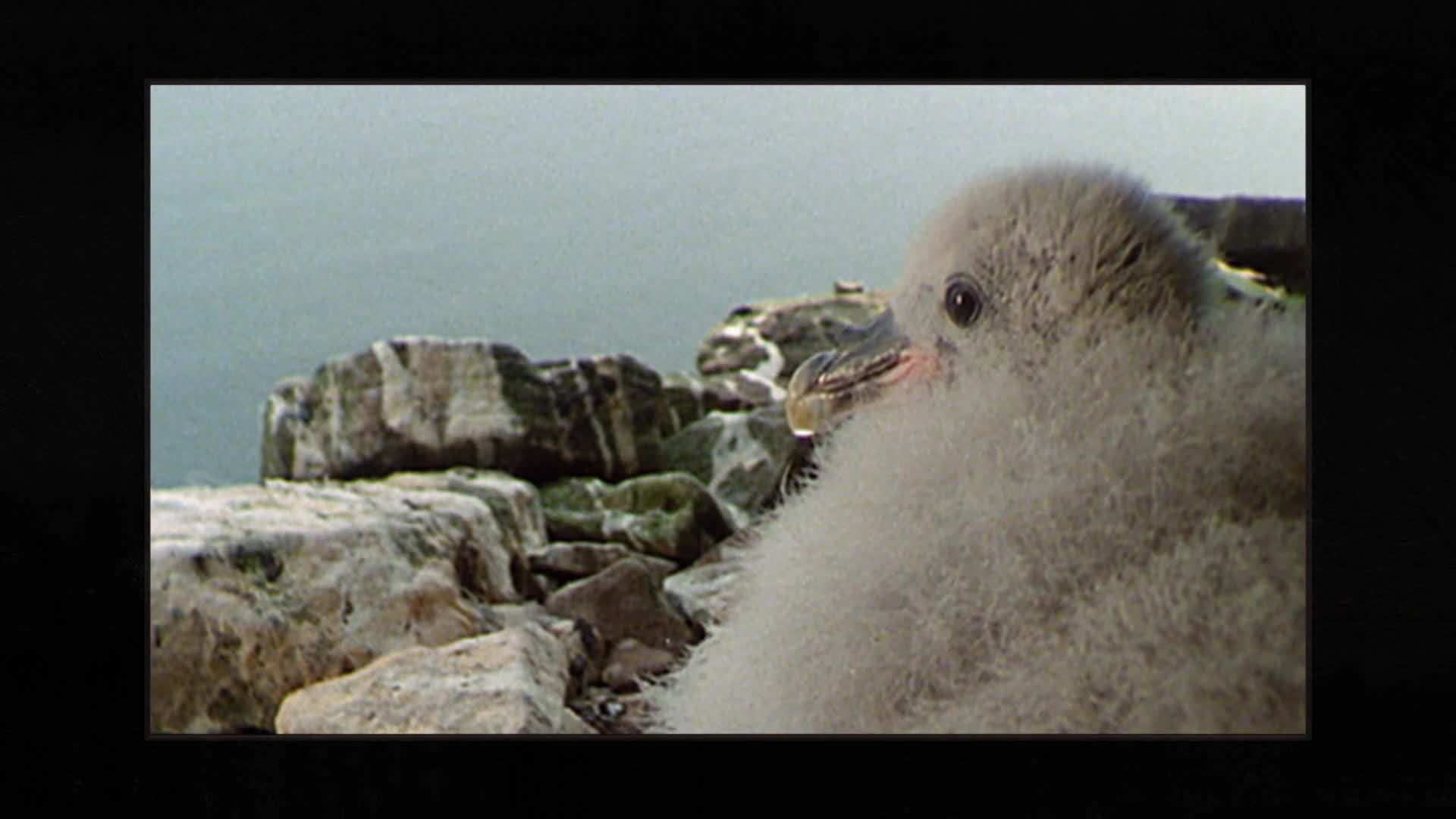 Owl's Fascinating Facts: Fulmar Sick