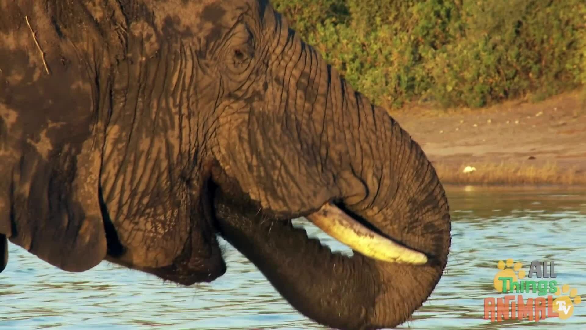 Discovering Elephants: The Majestic Giants of the Wild