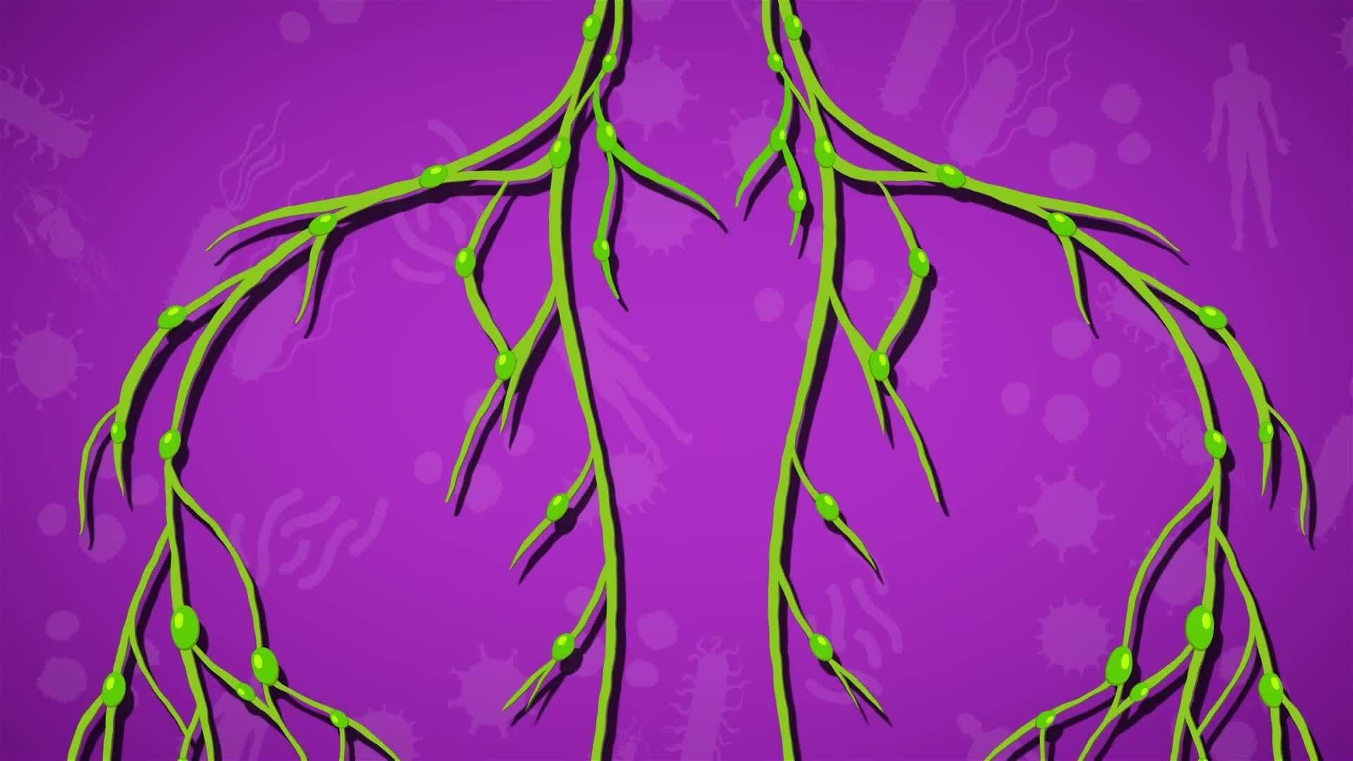 I WONDER - What Is The Lymphatic System?