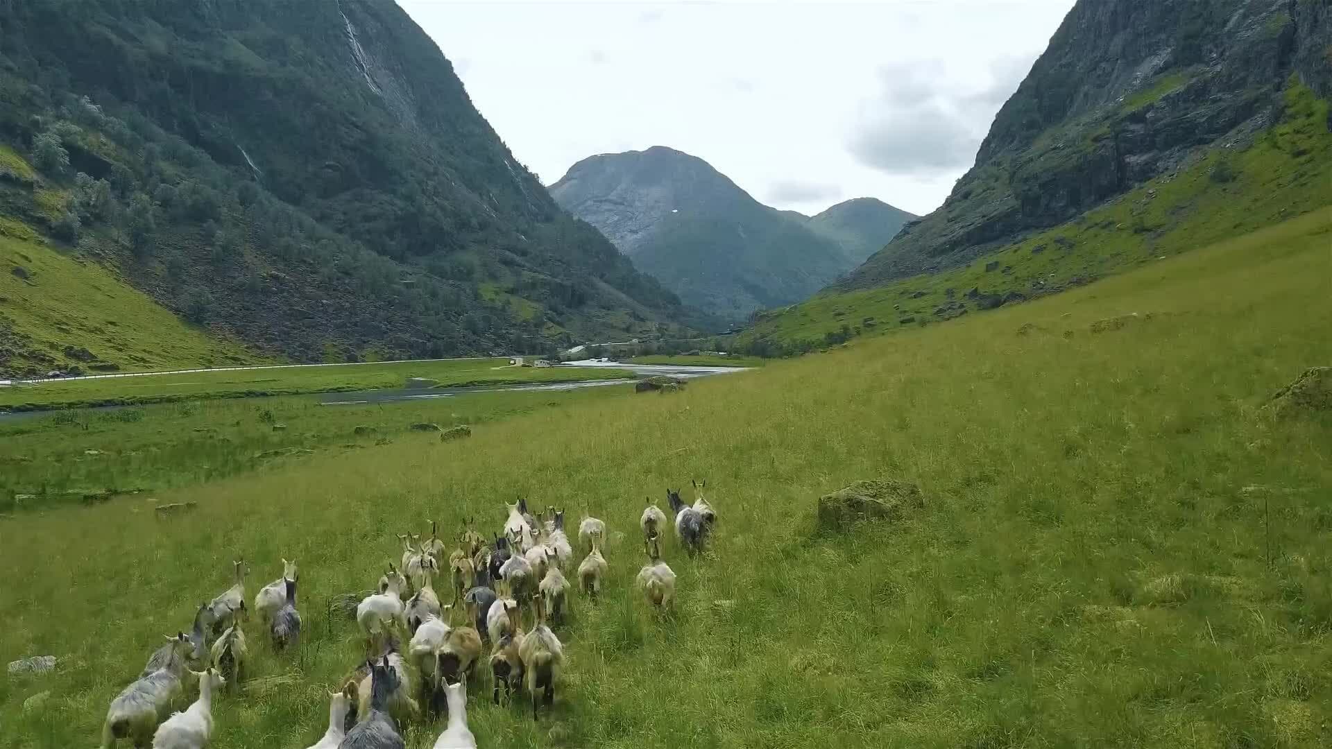 I WONDER - Are Goats Friendly?