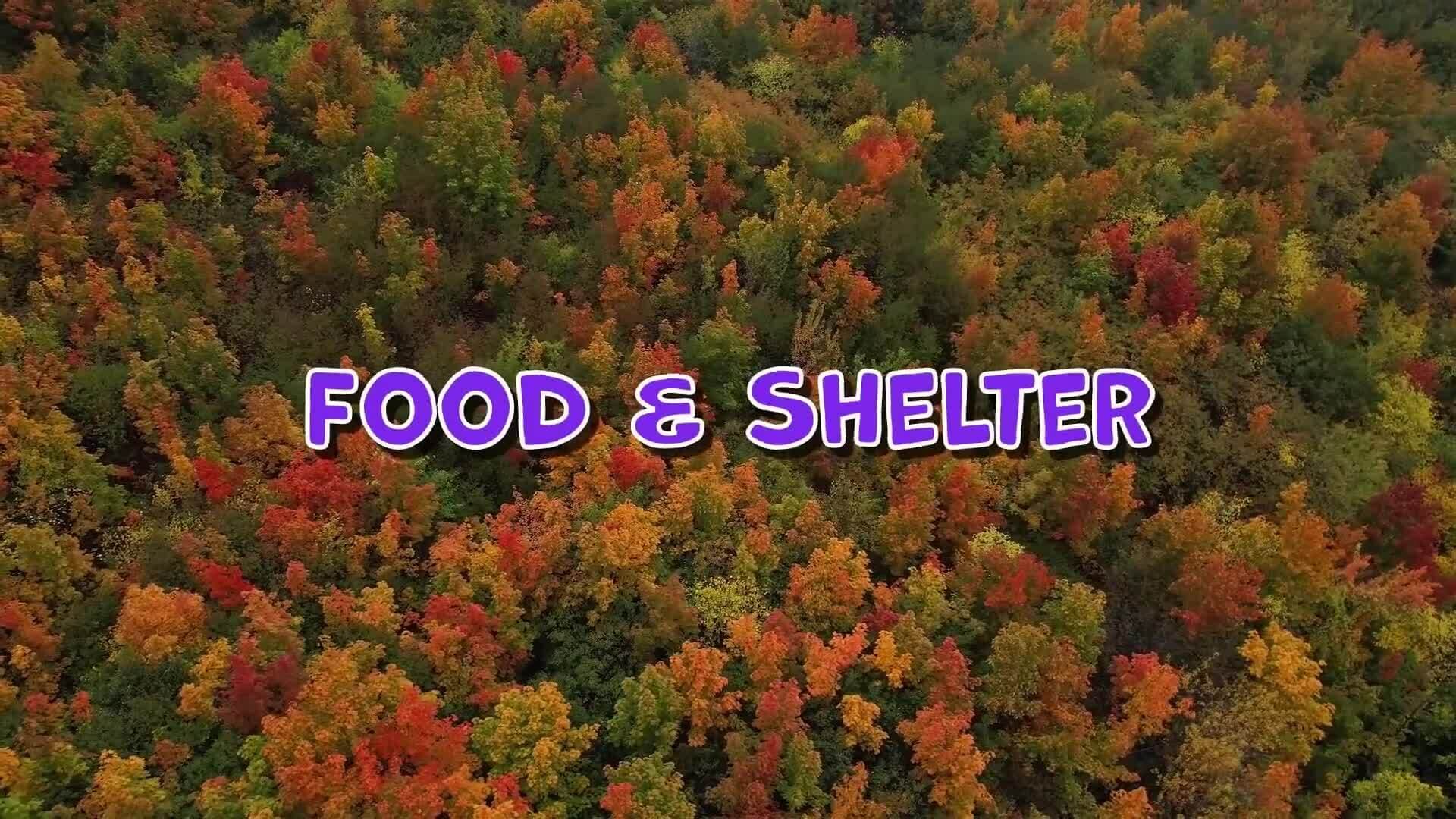 I WONDER - Do Any Animals Live In Trees?