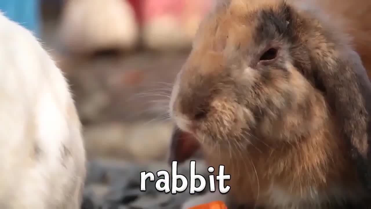 Fun Farm Animal Facts for Kids! Learning about Farm Animals