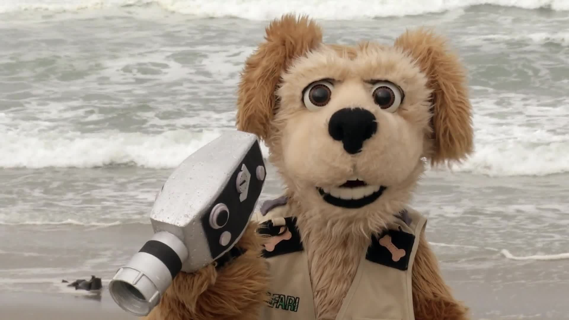 Animal Alphabet: B is for Blue Footed Booby