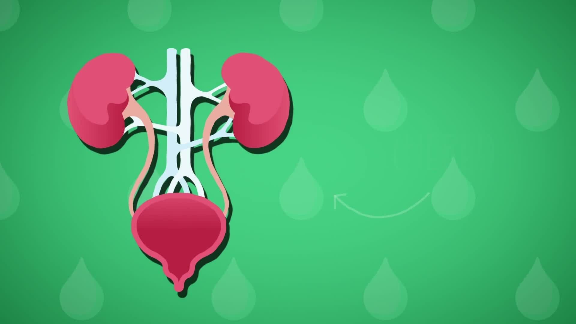 I WONDER - What Job Does The Bladder Do?