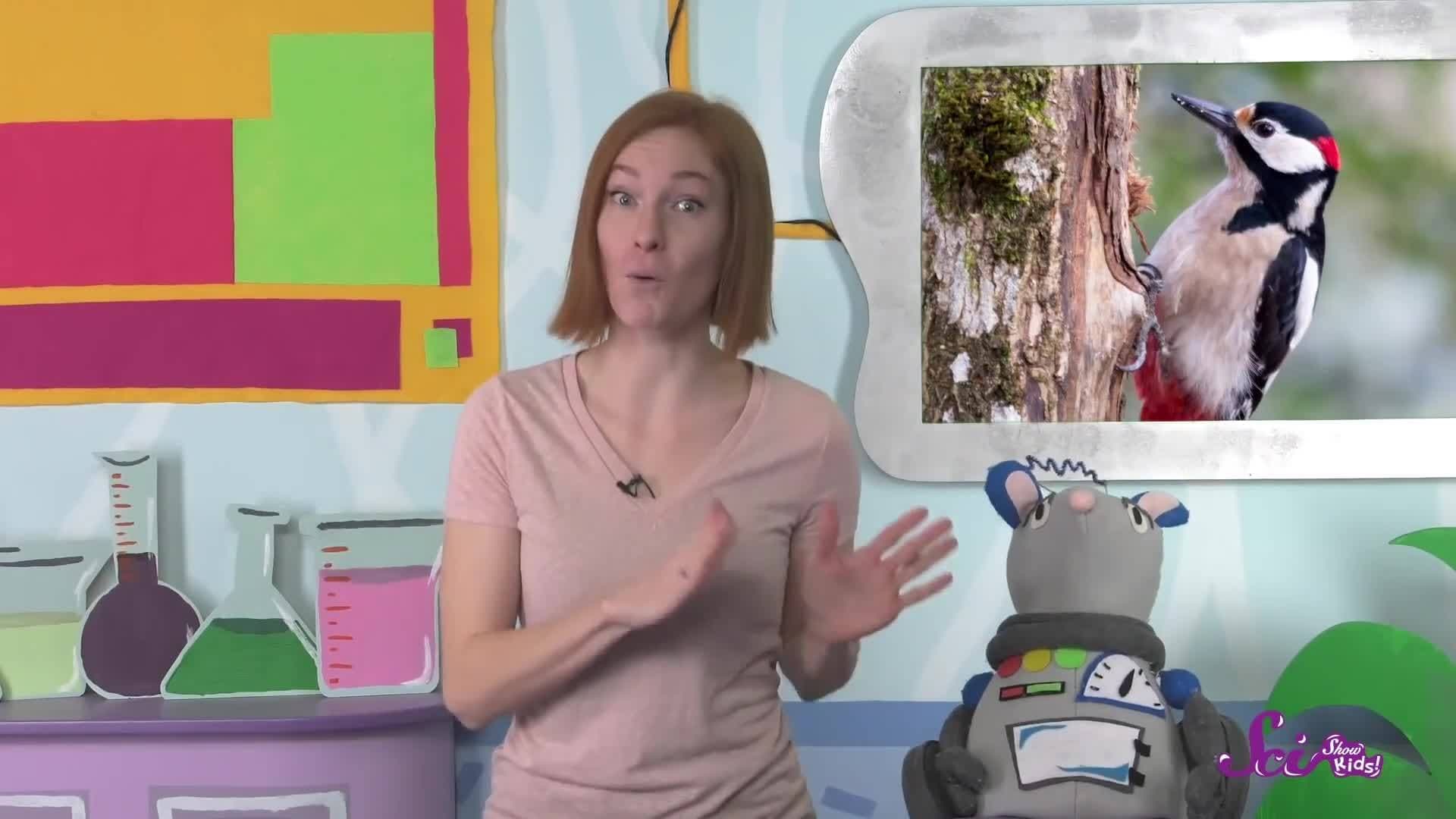 Why Don’t Woodpeckers’ Heads Hurt?