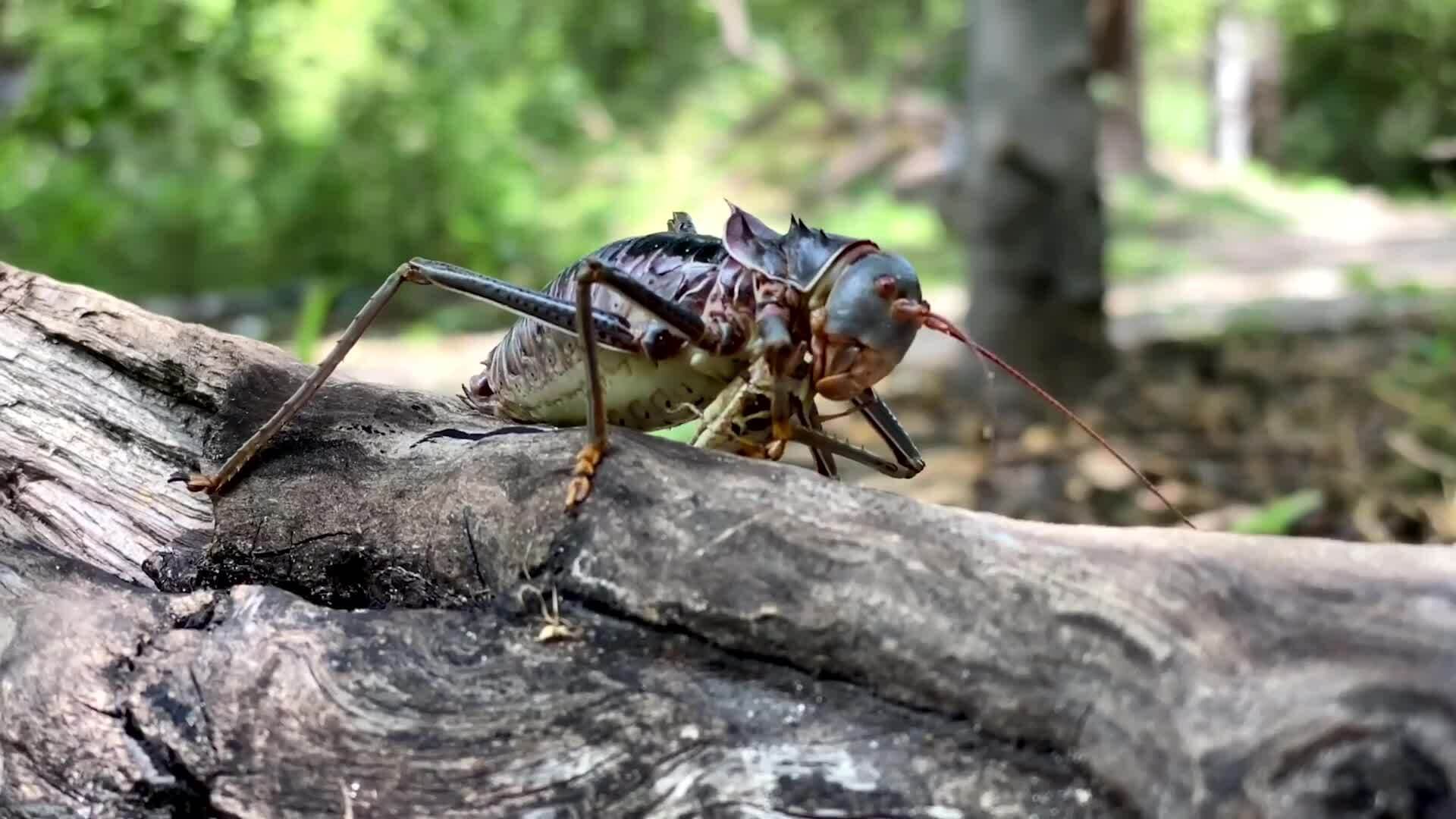 On Safari with Nala - Armoured Ground Cricket