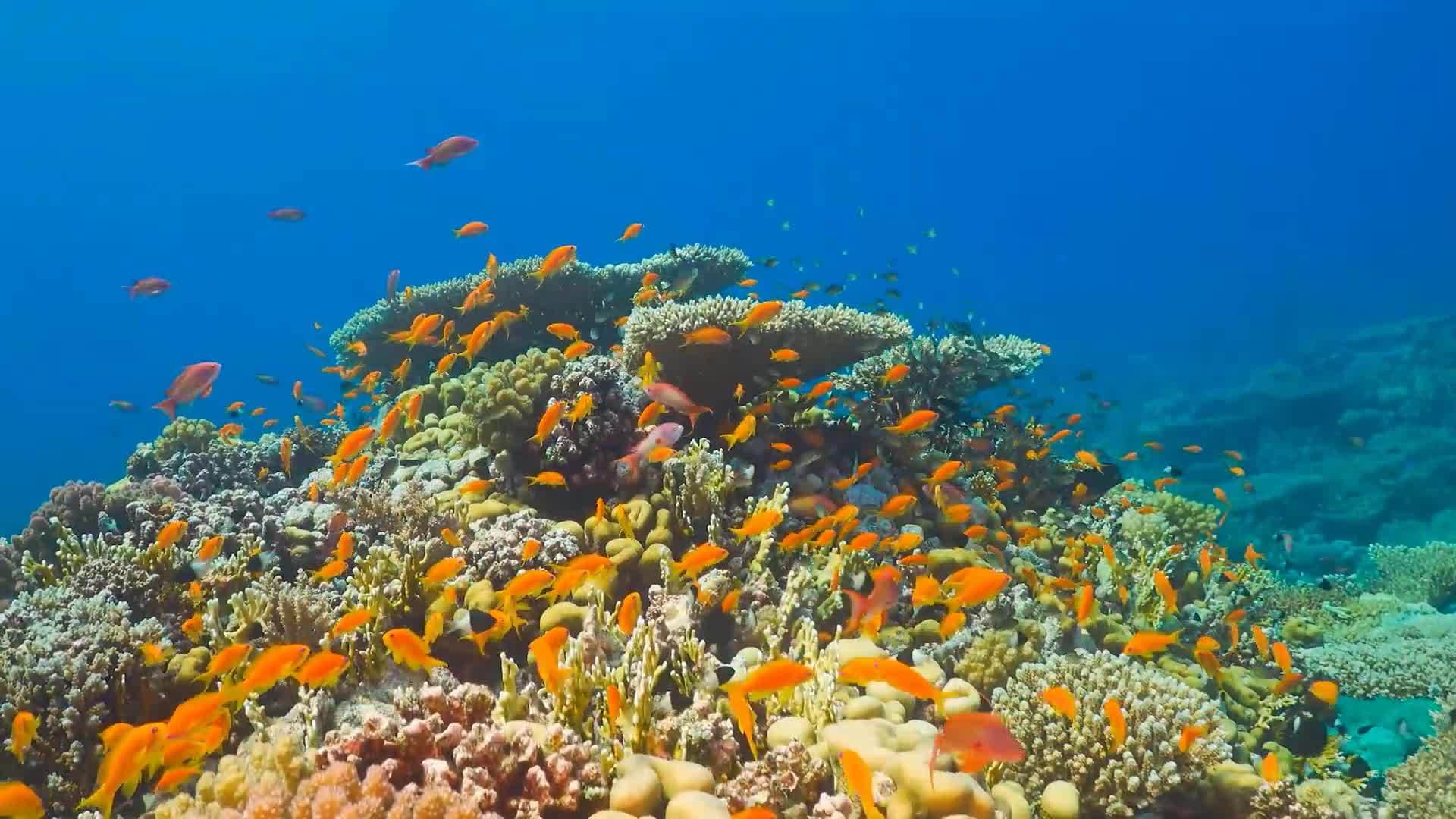 I WONDER - How Many Species Of Fish Are There?