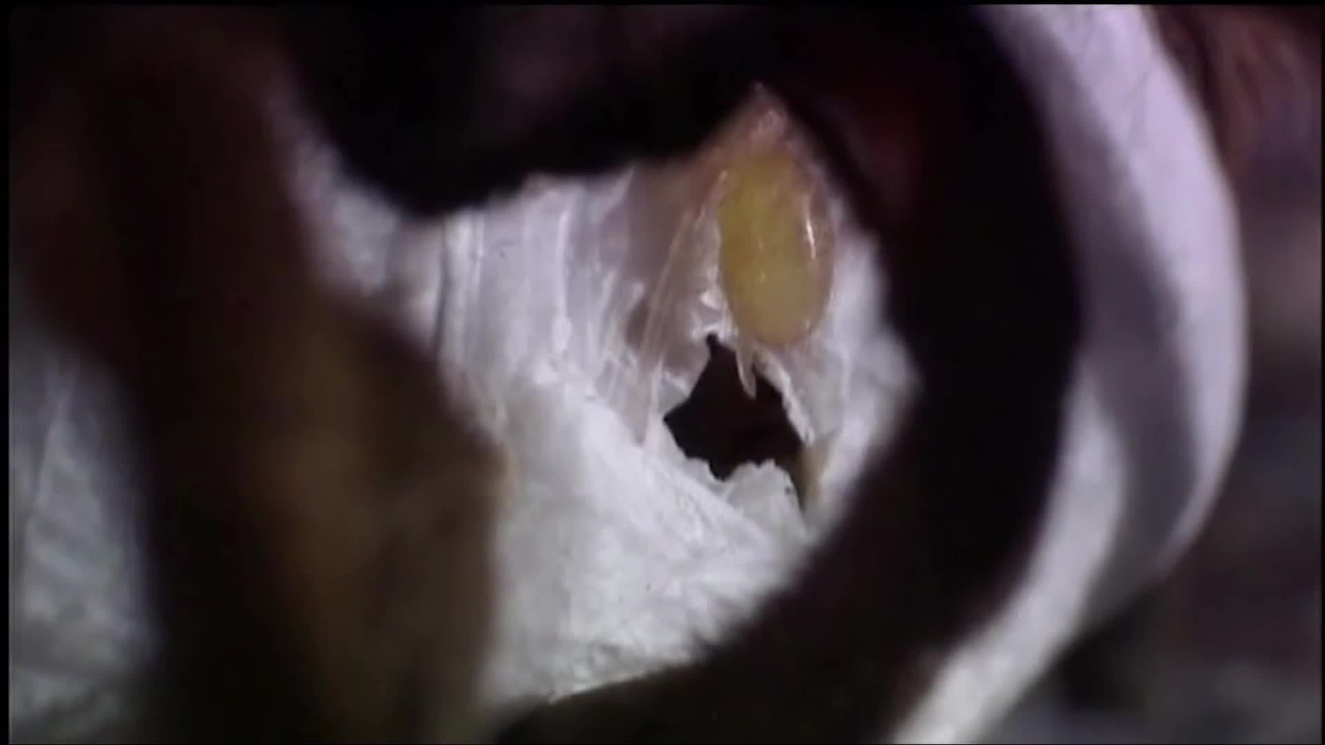 Tarantula World: Learn how female tarantulas care for their young