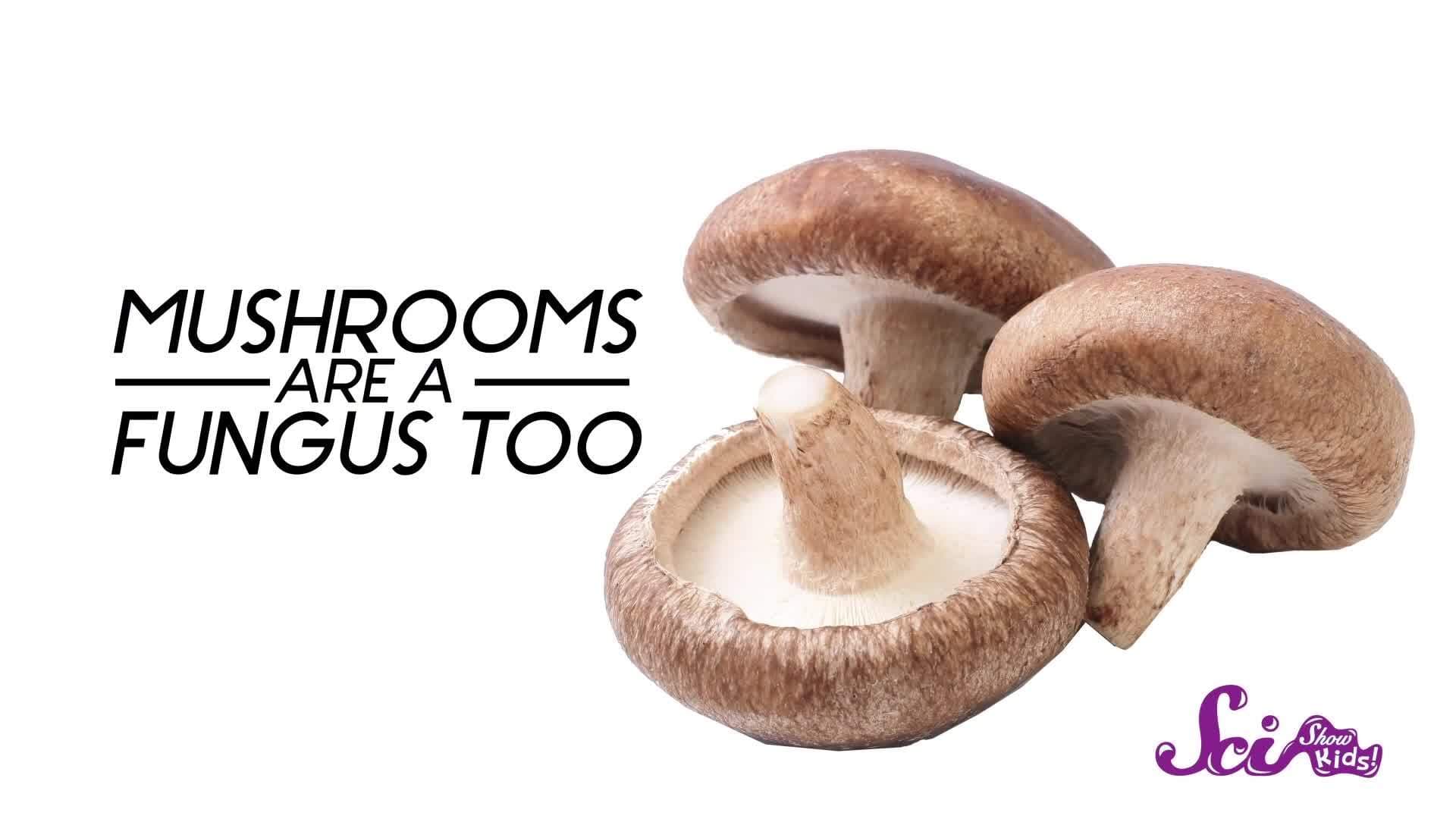 Lichen Two Living Things In One Biology for Kids