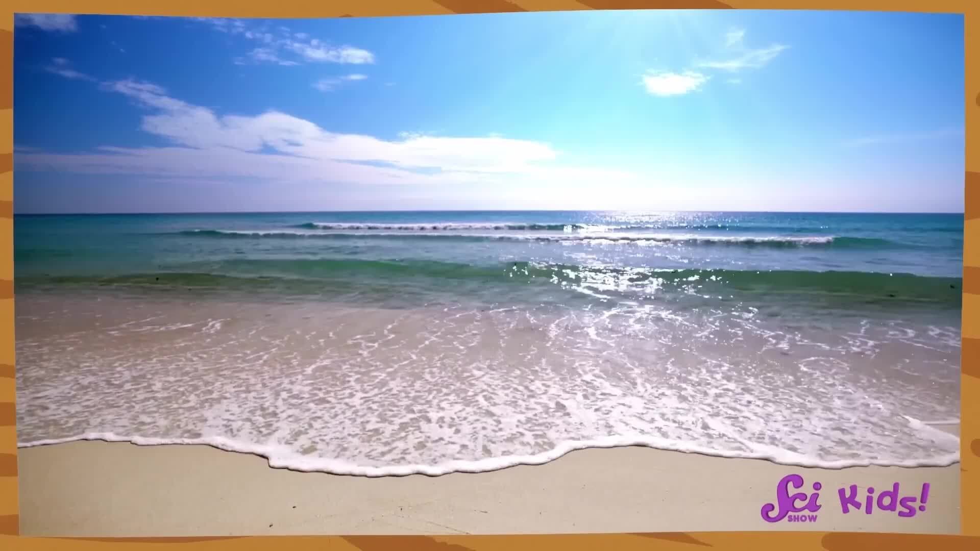 Using Our Senses to Explore the Beach! | Science at the Beach! | SciShow Kids