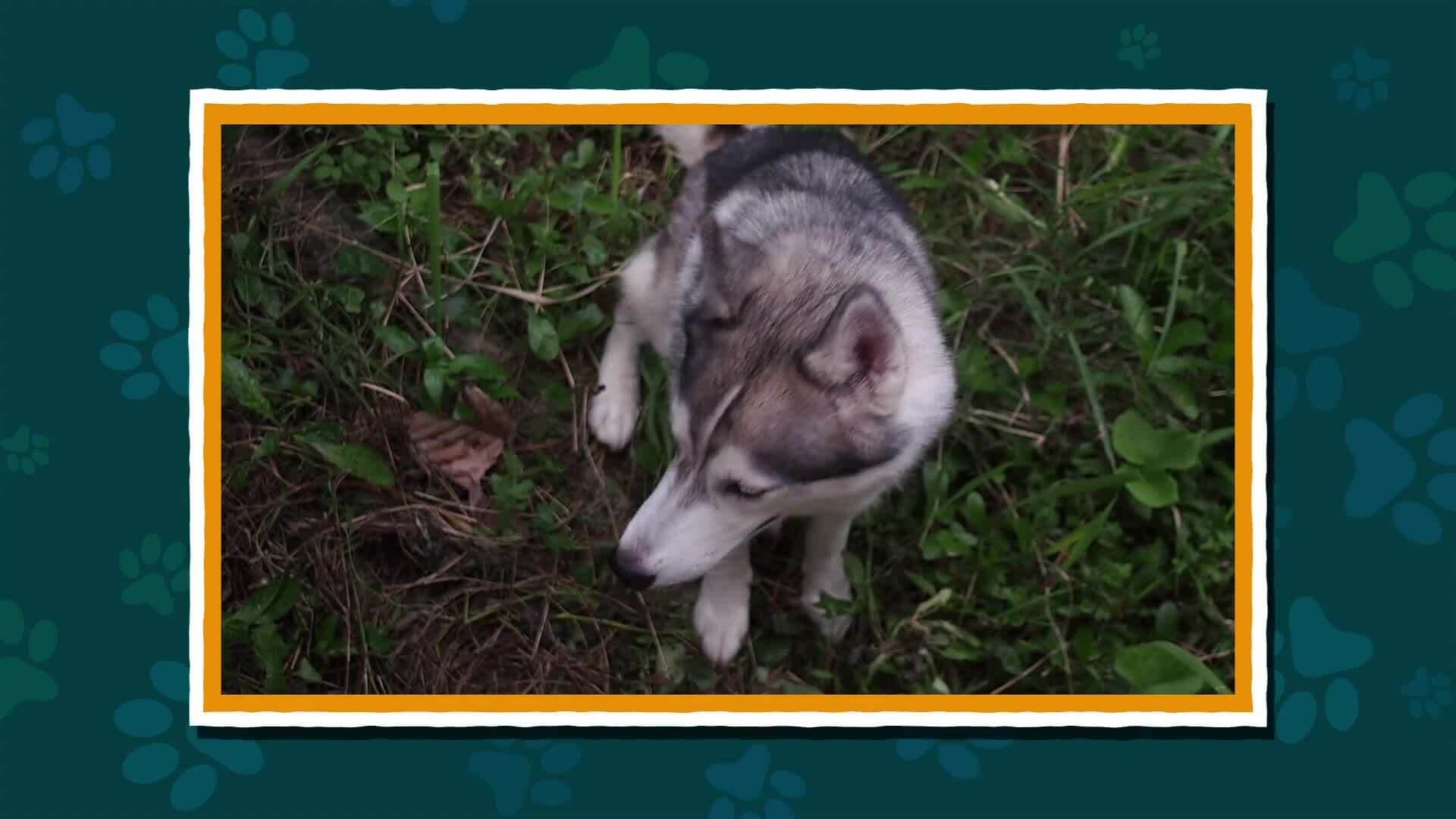 I WONDER - What Sounds Does A Dog Make?