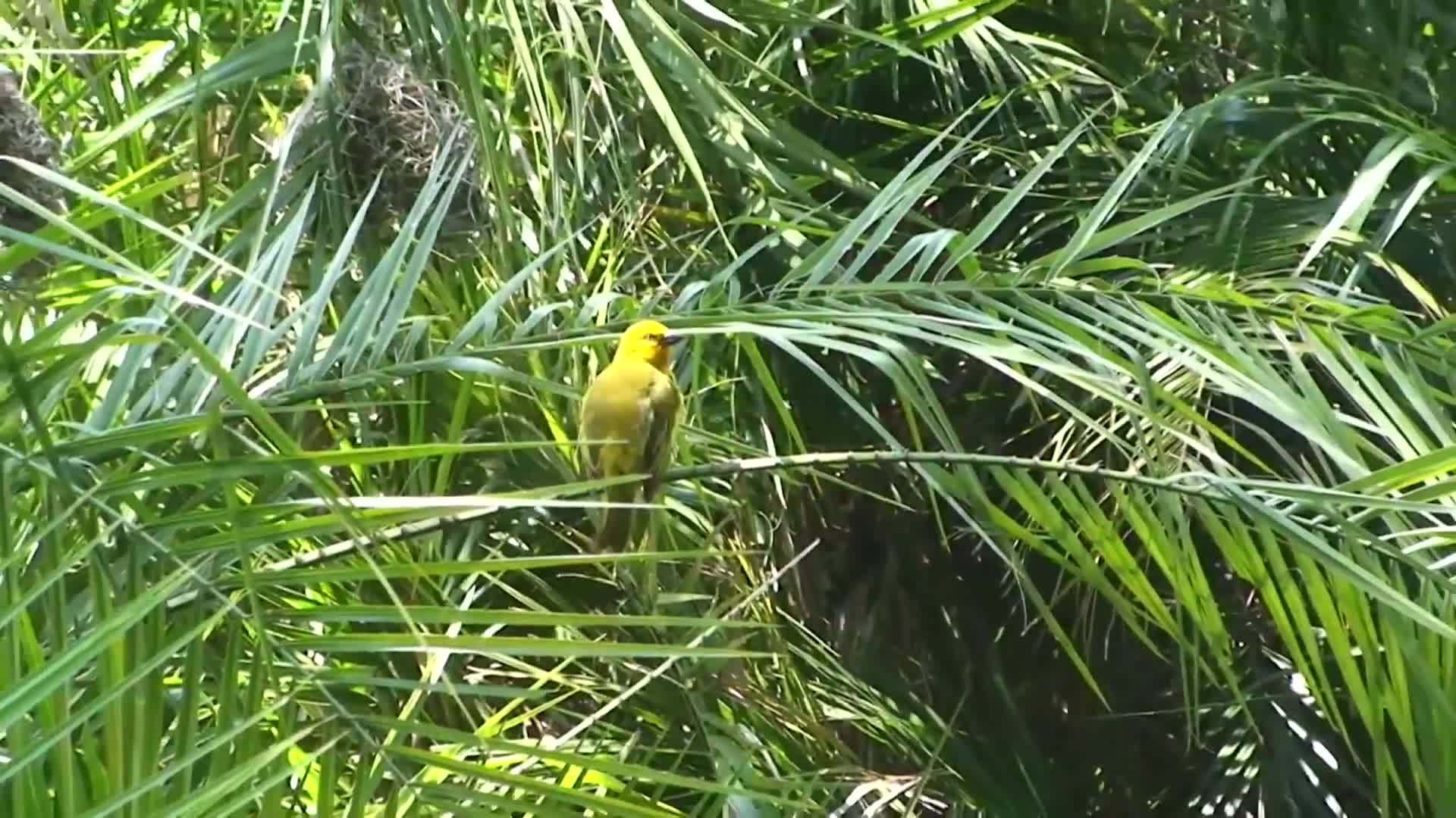 Learn Colours in Spanish with Animals