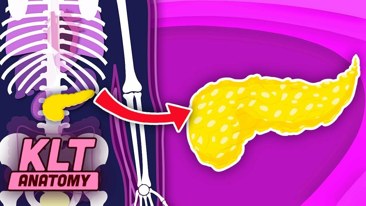 The Human Pancreas Song! | KLT Anatomy