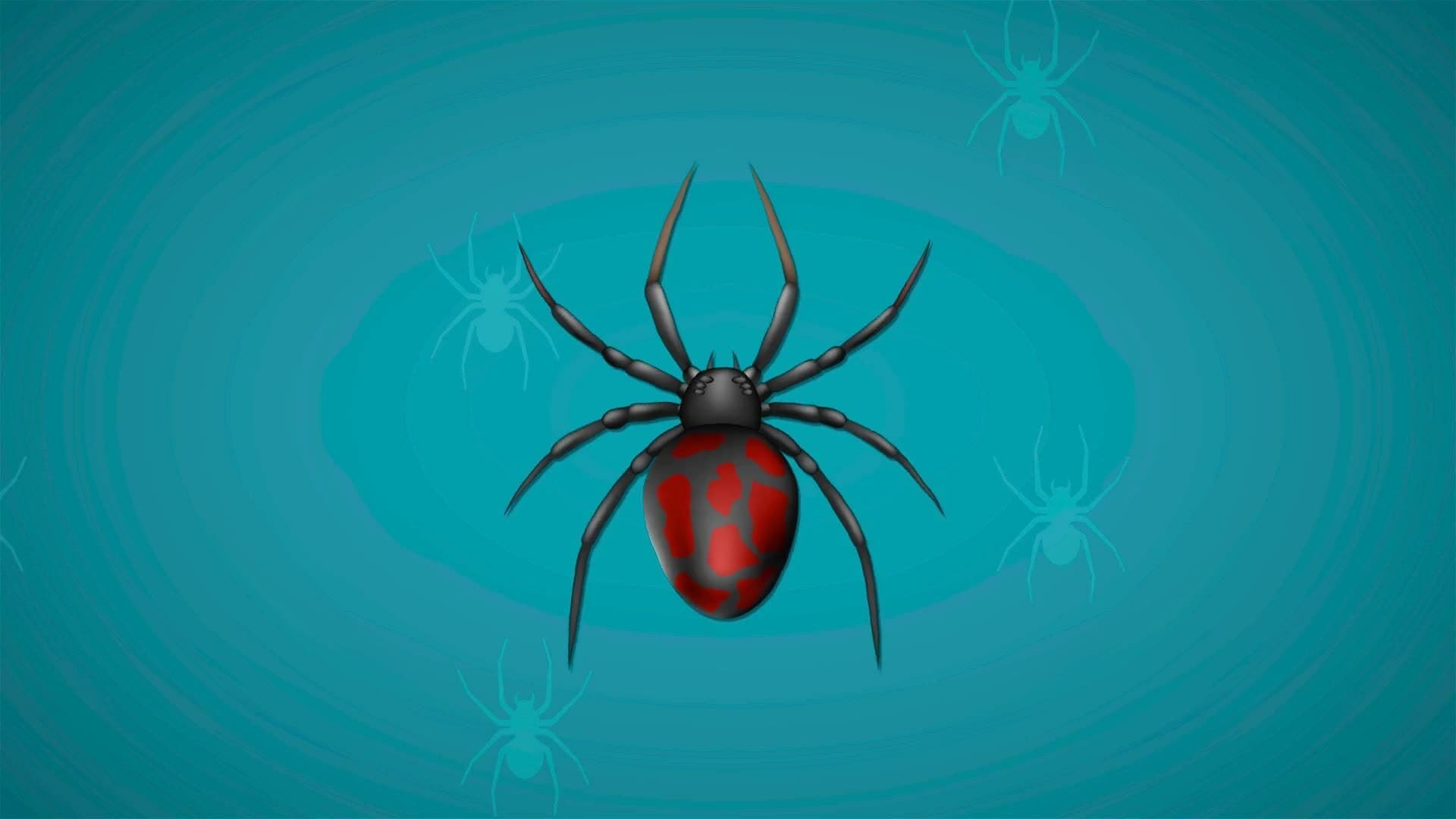 I WONDER - Is A Spider An Insect?