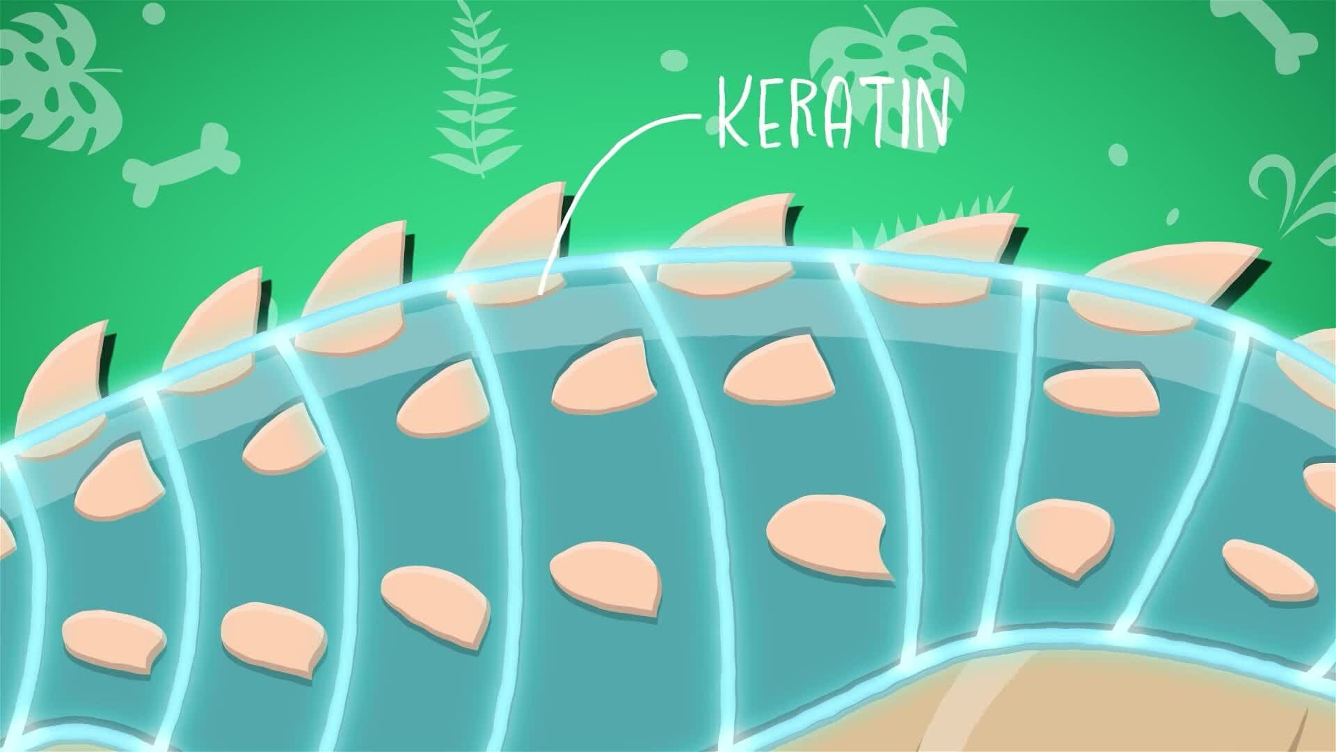 I WONDER - What Did The Ankylosaurus Look Like?