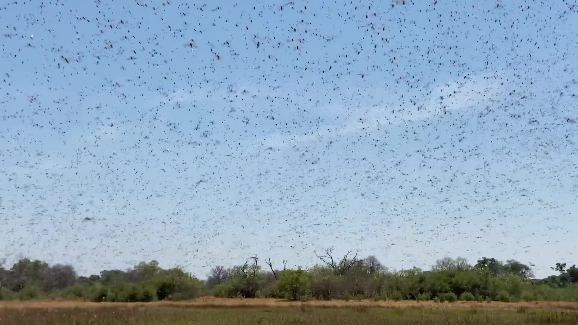 On Safari with Nala - Locusts