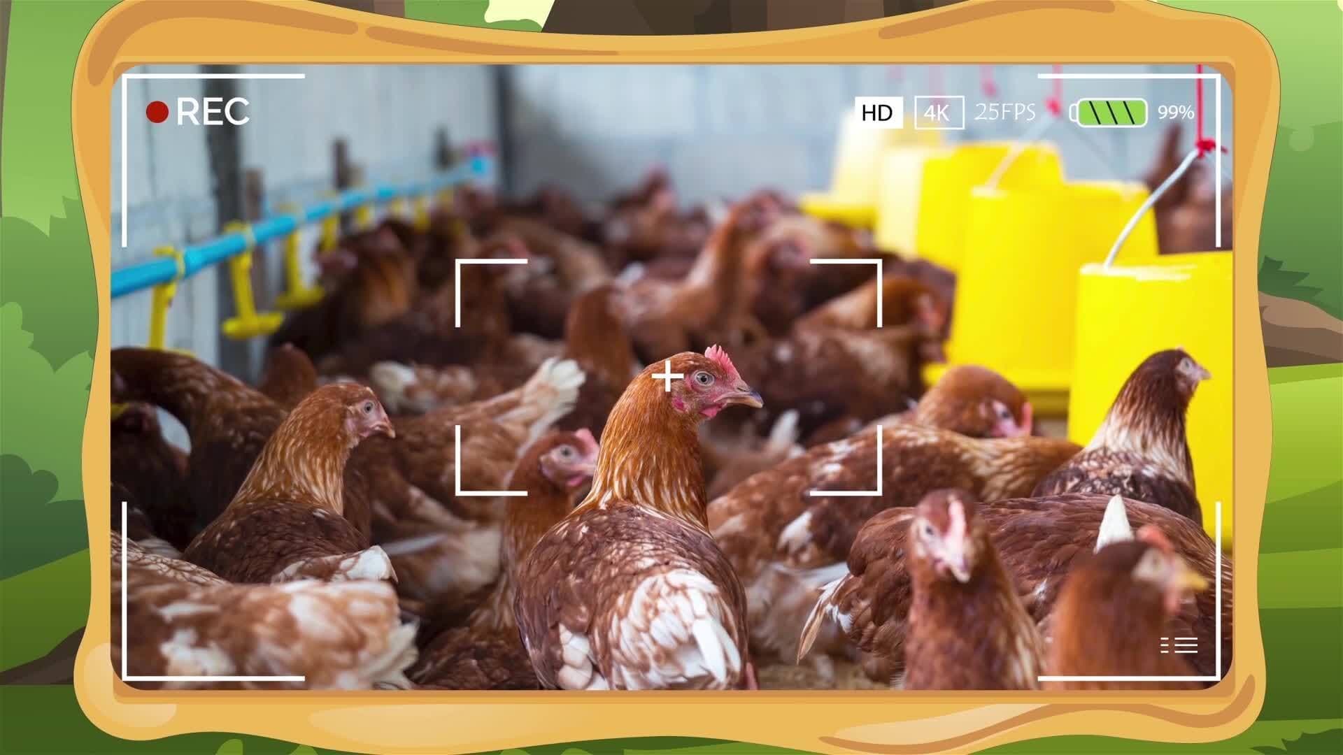 I WONDER - Have Chickens Always Lived On Farms?