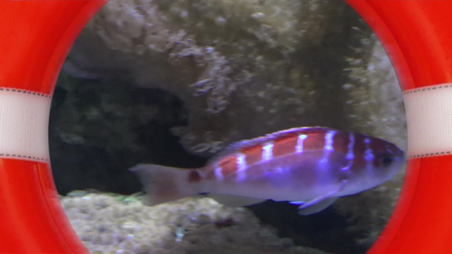 Learn to Sing the 10 Red Bottles Song with Ronnie Rock