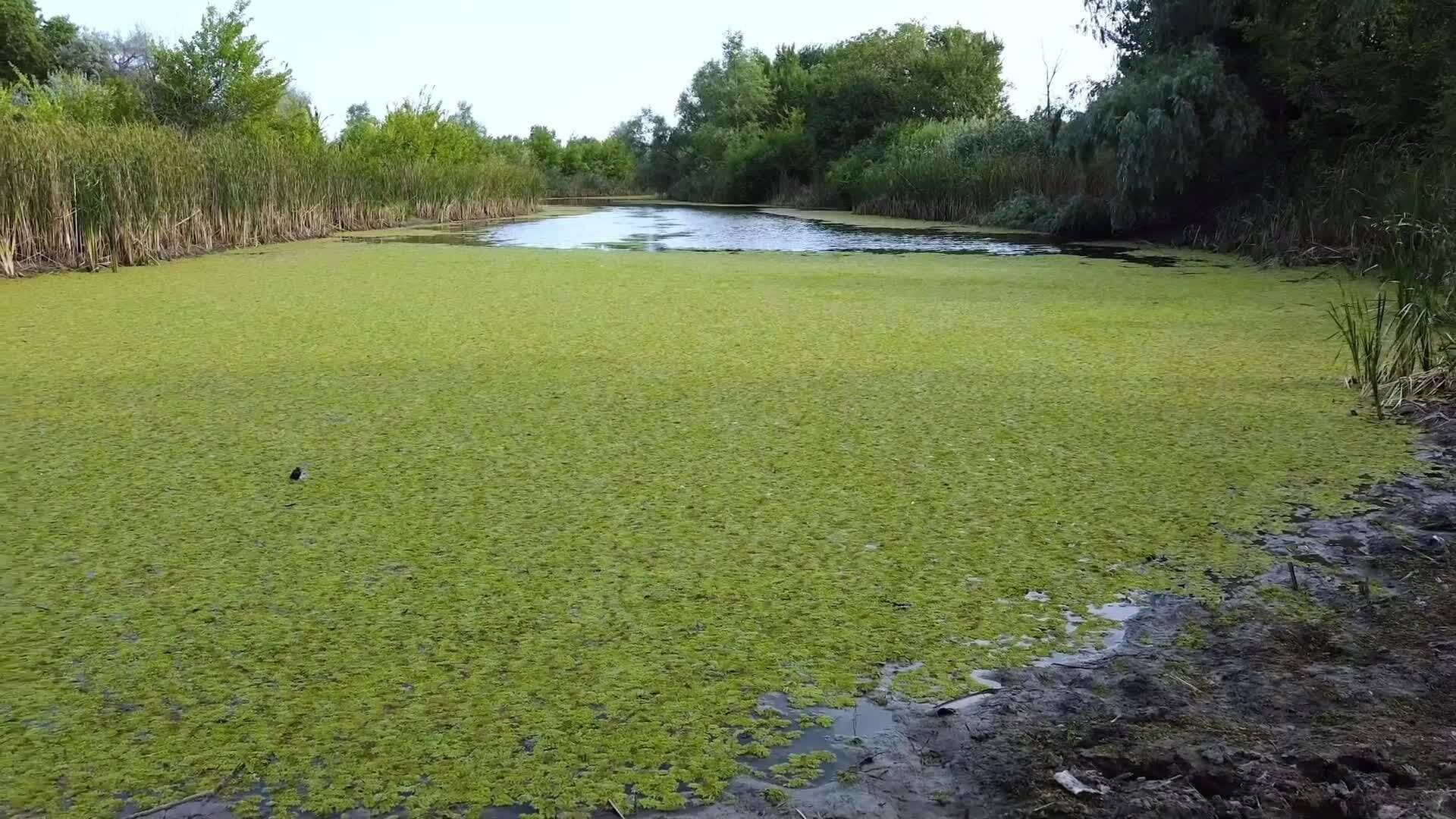 I WONDER - Do All Aquatic Plants Float?