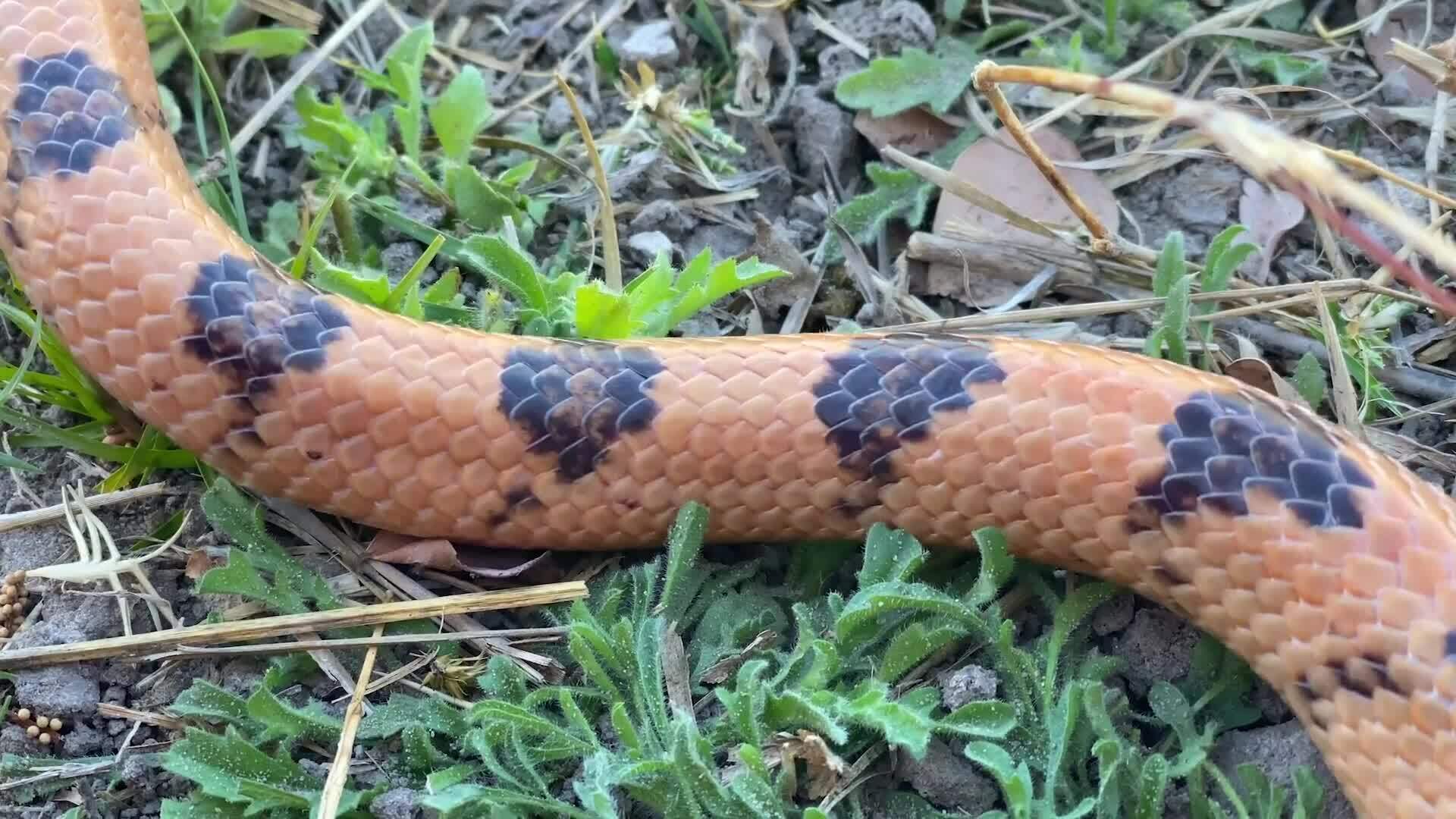 On Safari with Nala - Tiger Snake