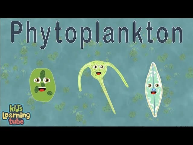Phytoplankton /Diatoms and Dinoflagellates