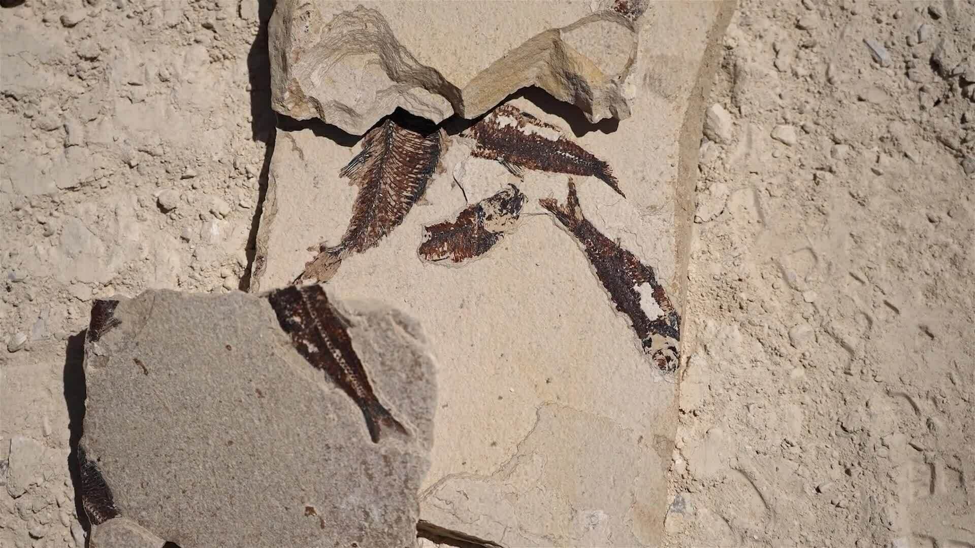 I WONDER - What Is A Fossil?