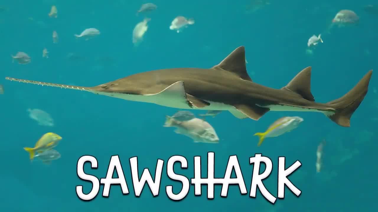 Types of Sharks! Learning Sharks with REAL Video for Kids!