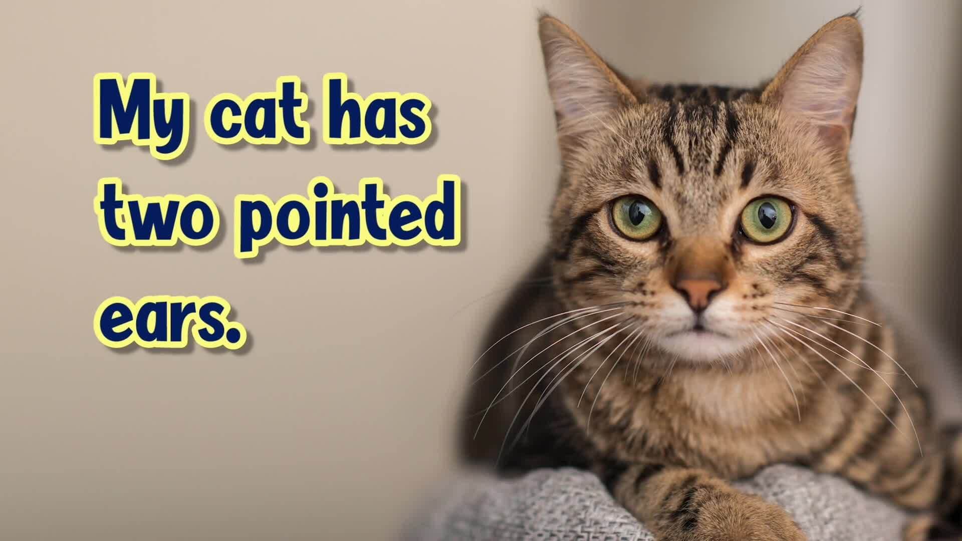 The World of Adjectives: Describing Our World