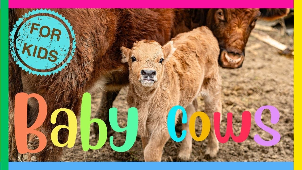 Fun Facts About Baby Cows