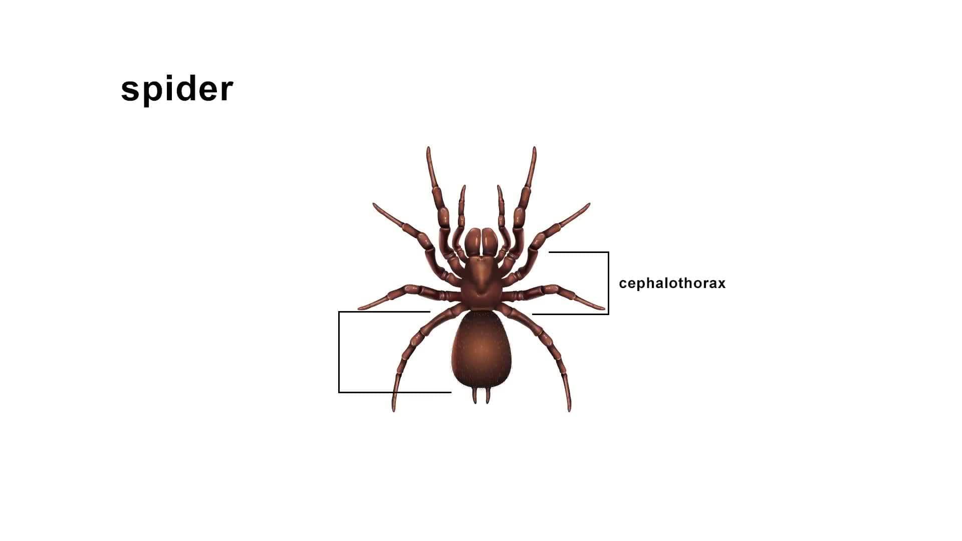 Collaborative Listening and Speaking:  Offering Opinions, Negotiating, and Persuading, Part 2