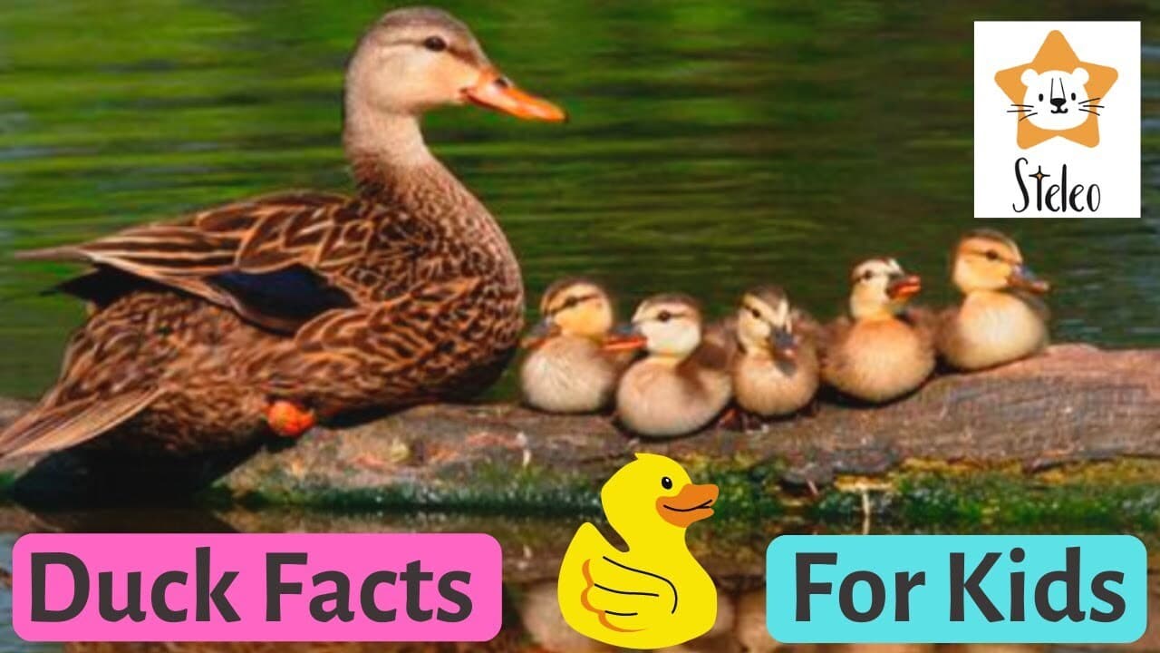 15 Duck Facts for Kids