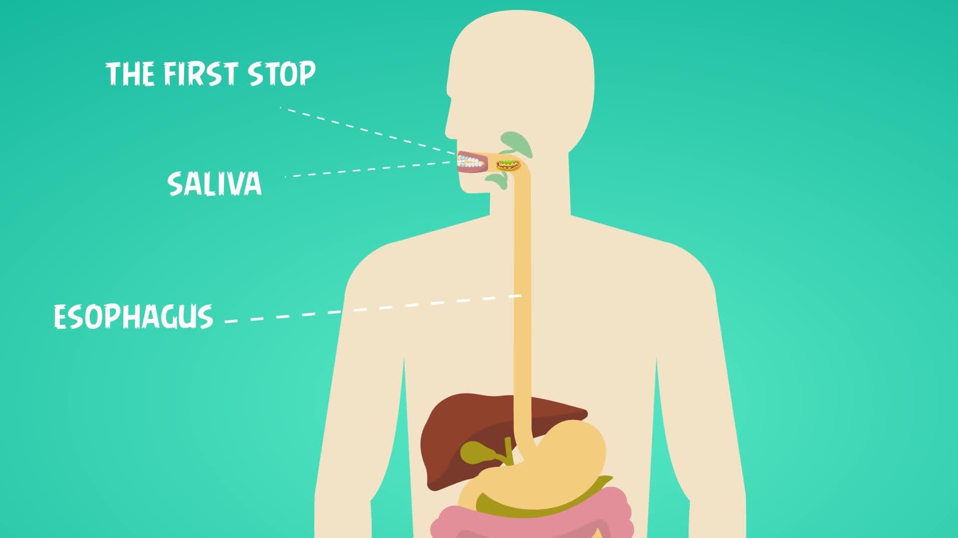 The Digestive System