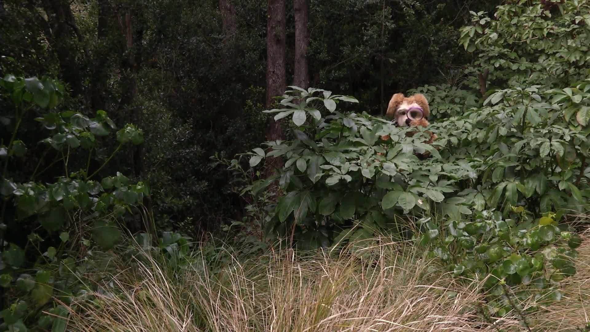 Animal Alphabet: M is for Mosquito