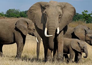 GPS wildlife tracking