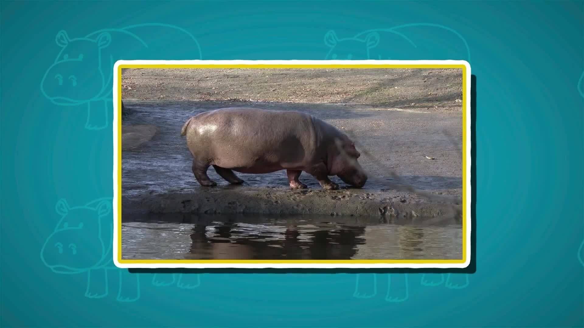 I WONDER - How Big Are Hippos?